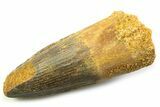 Fossil Spinosaurus Tooth - Real Fossil Tooth #357691-1